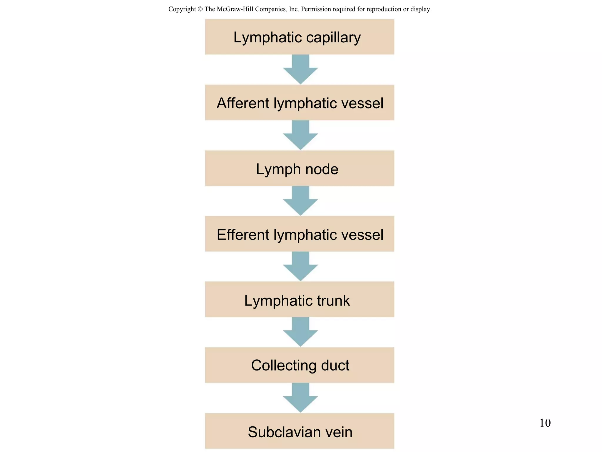 Copyright © The McGraw-Hill Companies, Inc. Permission required for reproduction or display. Afferent lymphatic vessel Collecting duct Subclavian vein Efferent lymphatic vessel Lymphatic capillary Lymph node Lymphatic trunk 
