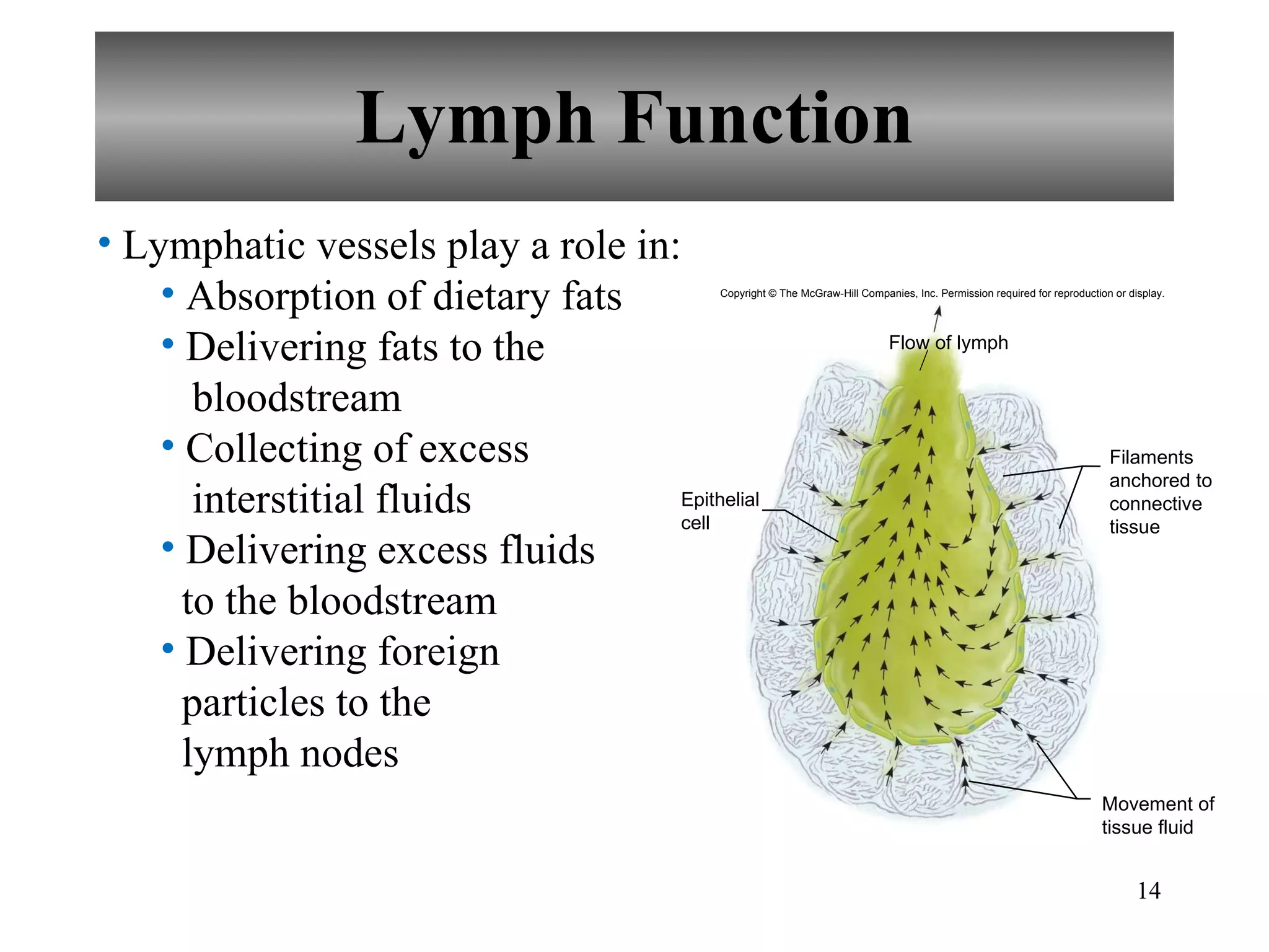 Lymph Function Lymphatic vessels play a role in: Absorption of dietary fats Delivering fats to the   bloodstream Collecting of excess   interstitial fluids Delivering excess fluids   to the bloodstream Delivering foreign   particles to the    lymph nodes Copyright © The McGraw-Hill Companies, Inc. Permission required for reproduction or display. Flow of lymph Epithelial cell Filaments anchored to connective tissue Movement of tissue fluid 
