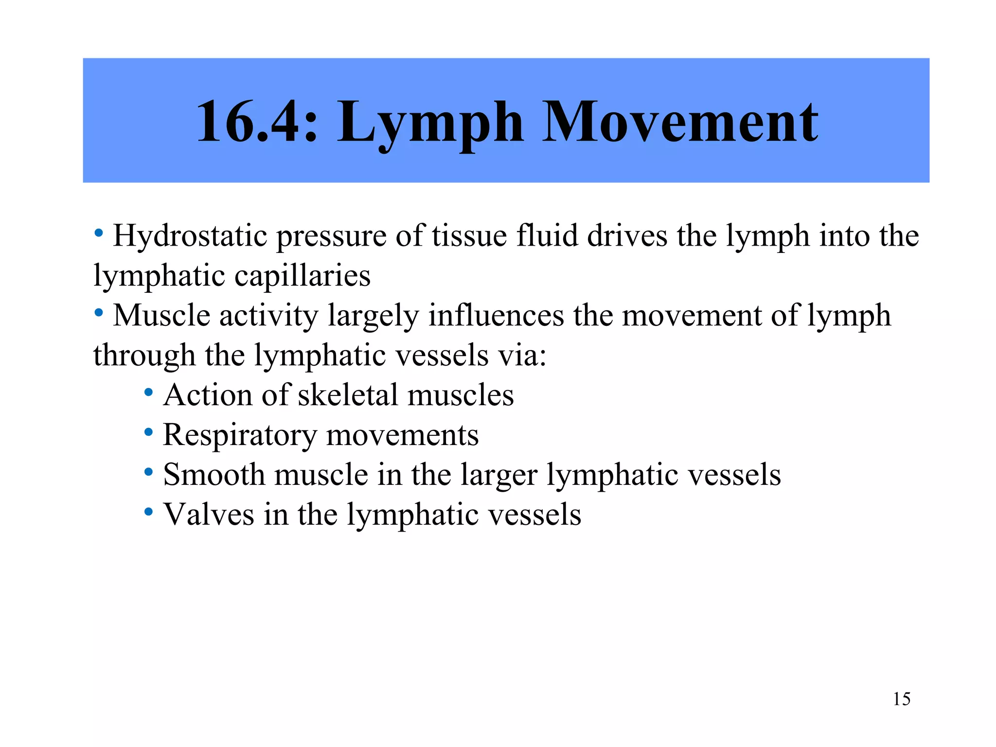 16.4: Lymph Movement Hydrostatic pressure of tissue fluid drives the lymph into the lymphatic capillaries Muscle activity largely influences the movement of lymph through the lymphatic vessels via: Action of skeletal muscles Respiratory movements Smooth muscle in the larger lymphatic vessels Valves in the lymphatic vessels 