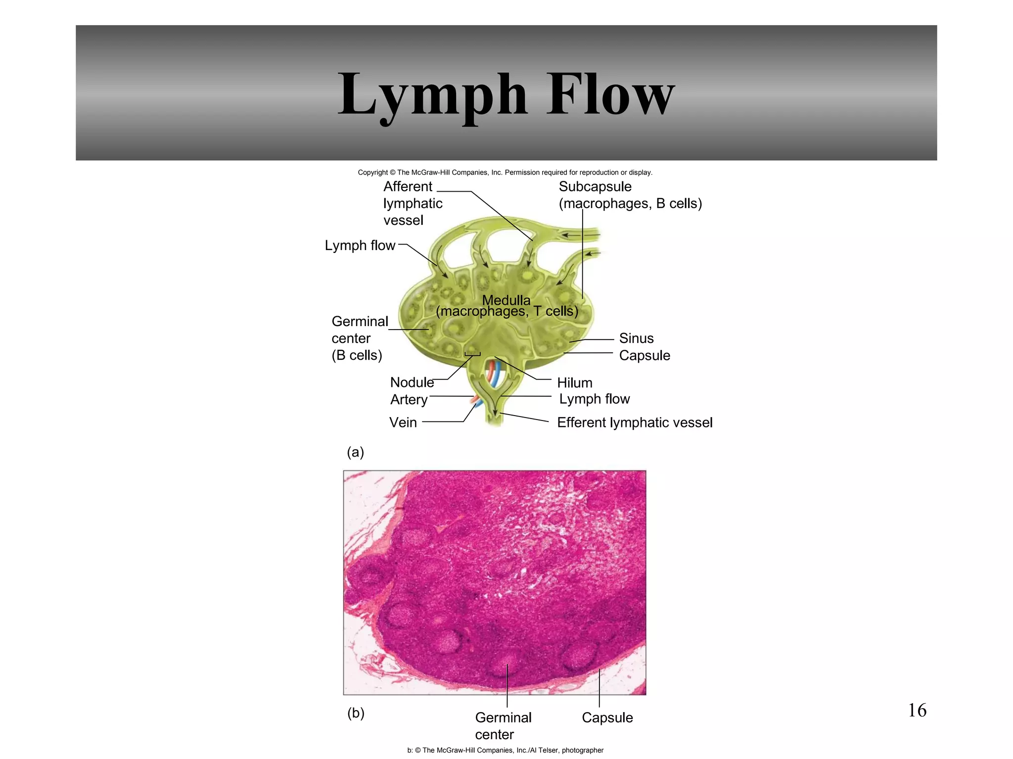 Lymph Flow Copyright © The McGraw-Hill Companies, Inc. Permission required for reproduction or display. Sinus Capsule (a) Nodule Hilum Artery Medulla (macrophages, T cells) Capsule Subcapsule (macrophages, B cells) Efferent lymphatic vessel Lymph flow Germinal center (B cells) Vein Lymph flow Afferent lymphatic vessel Germinal center b: © The McGraw-Hill Companies, Inc./Al Telser, photographer (b) 