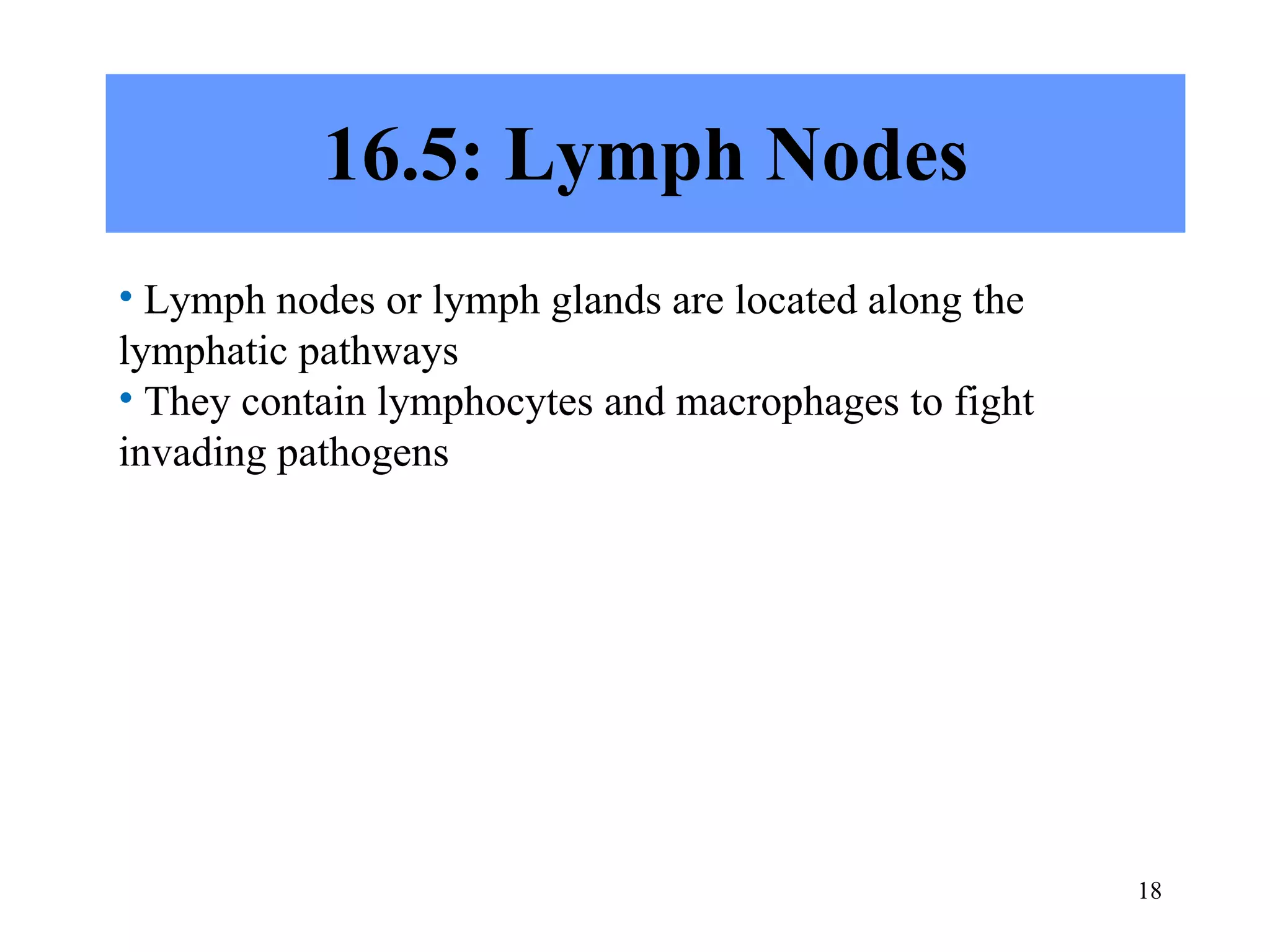 16.5: Lymph Nodes Lymph nodes or lymph glands are located along the lymphatic pathways They contain lymphocytes and macrophages to fight invading pathogens 