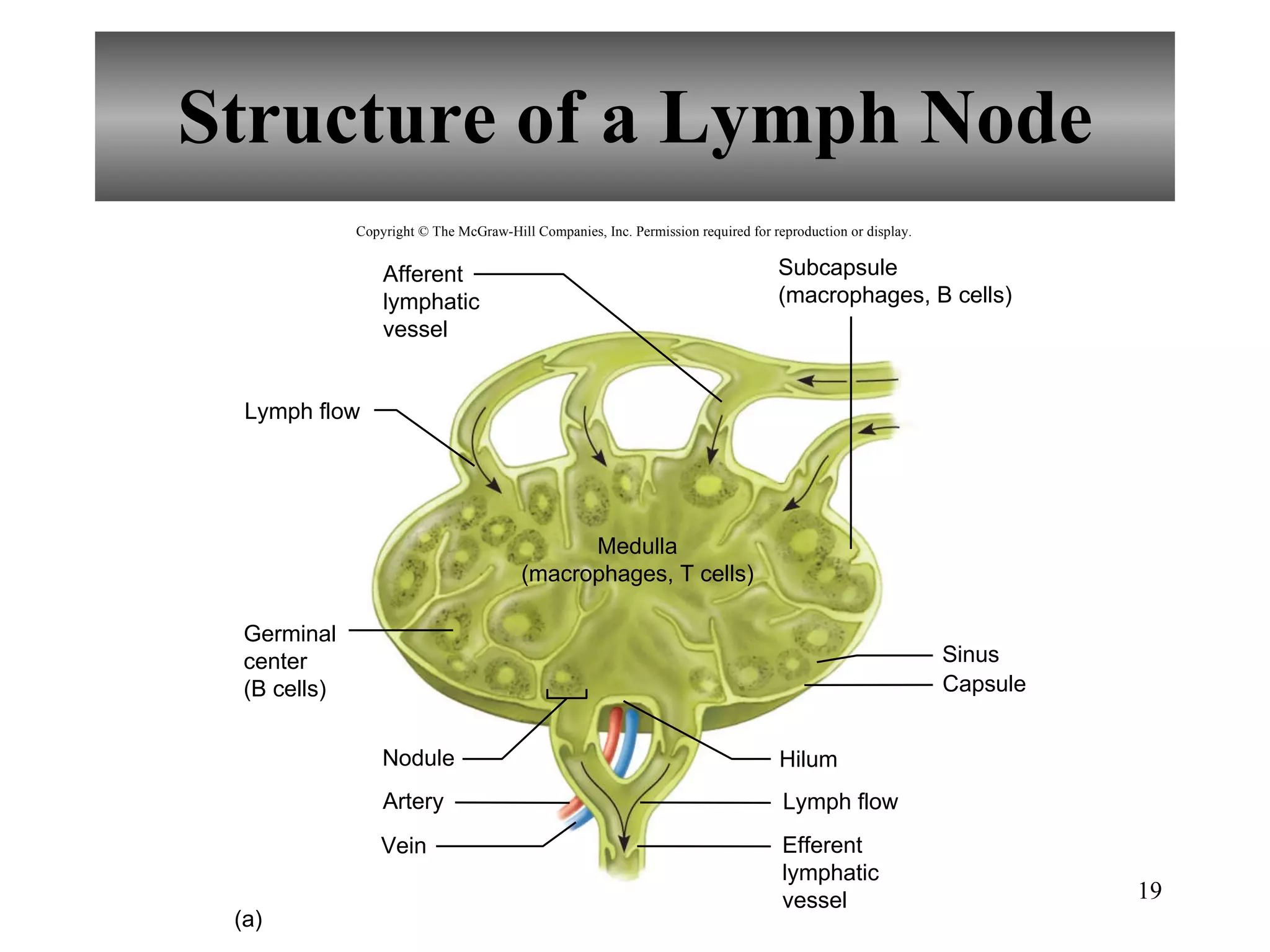 Structure of a Lymph Node Copyright © The McGraw-Hill Companies, Inc. Permission required for reproduction or display. Lymph flow Sinus Capsule (a) Nodule Hilum Lymph flow Artery Vein Afferent lymphatic vessel Germinal center (B cells) Subcapsule (macrophages, B cells) Medulla (macrophages, T cells) Efferent lymphatic vessel 