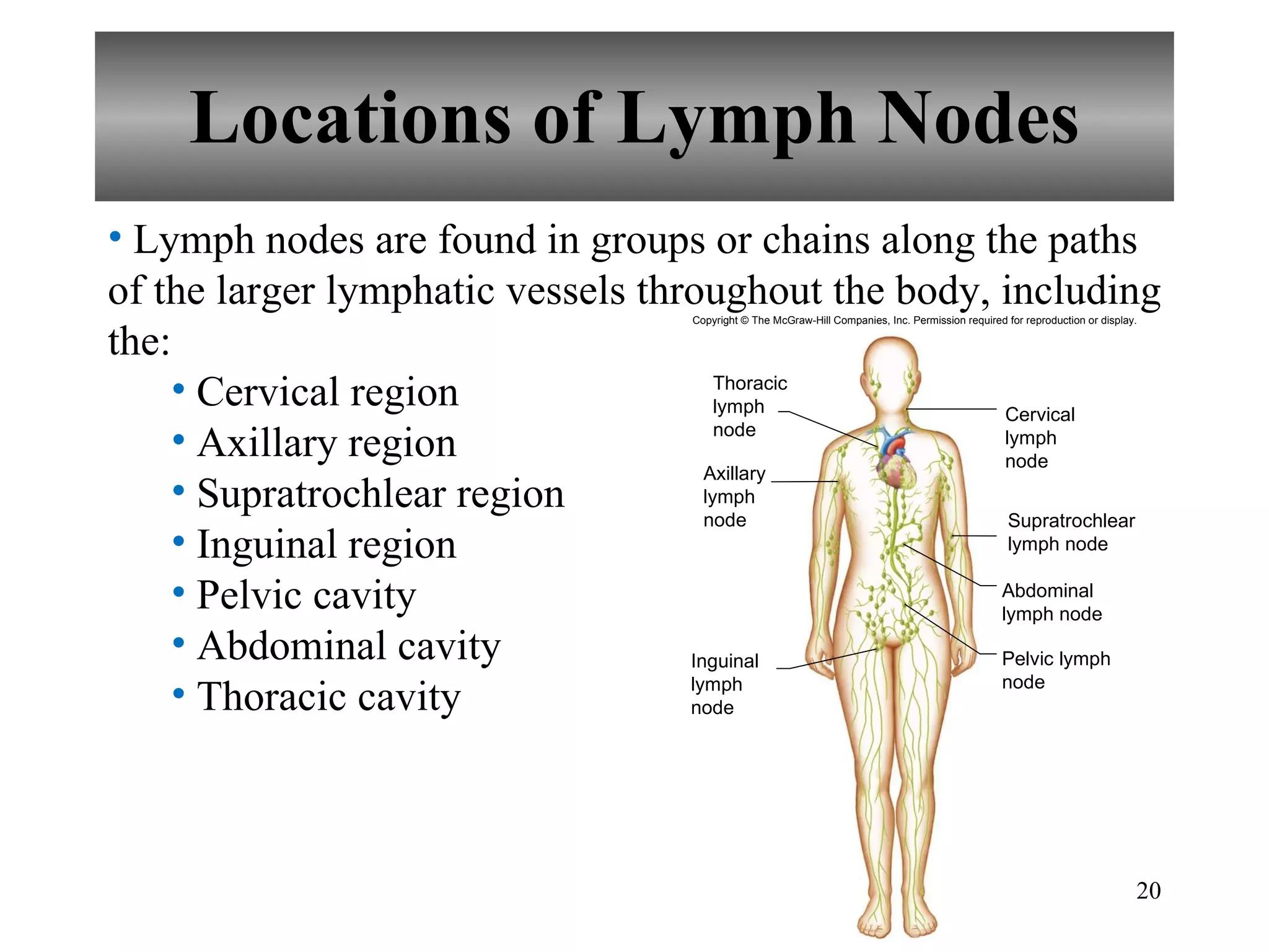 Locations of Lymph Nodes Lymph nodes are found in groups or chains along the paths of the larger lymphatic vessels throughout the body, including the: Cervical region Axillary region Supratrochlear region Inguinal region Pelvic cavity Abdominal cavity Thoracic cavity Copyright © The McGraw-Hill Companies, Inc. Permission required for reproduction or display. Thoracic lymph node Axillary lymph node Cervical lymph node Supratrochlear lymph node Abdominal lymph node Pelvic lymph node Inguinal lymph node 