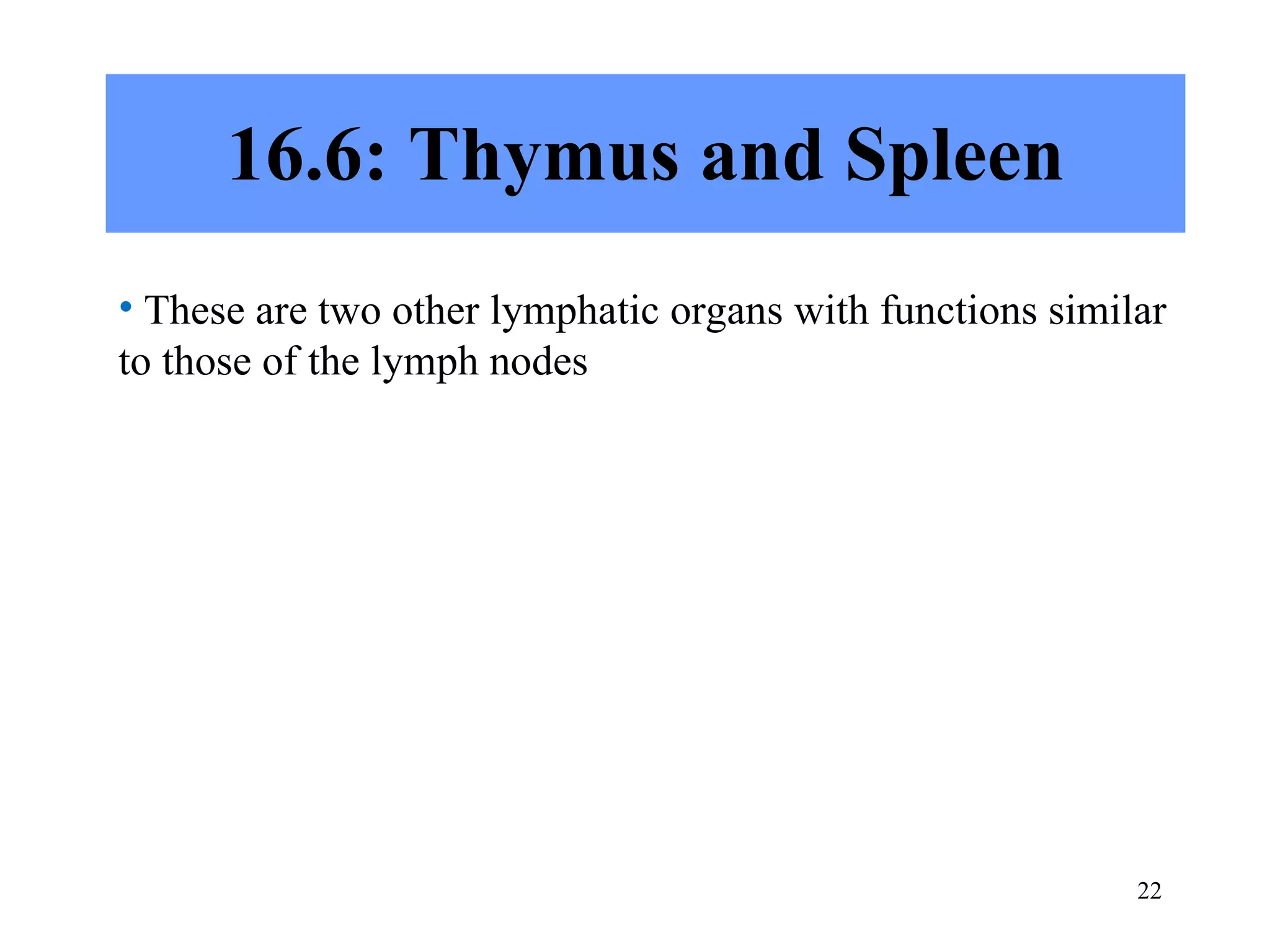 16.6: Thymus and Spleen These are two other lymphatic organs with functions similar to those of the lymph nodes 
