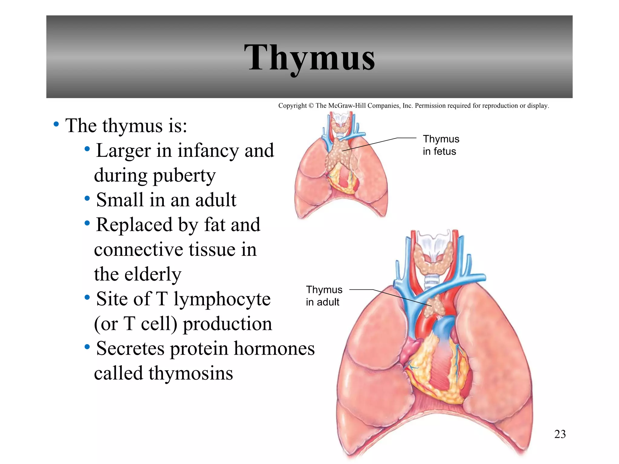 Thymus Thymus in fetus Thymus in adult The thymus is: Larger in infancy and   during puberty Small in an adult Replaced by fat and   connective tissue in   the elderly Site of T lymphocyte   (or T cell) production Secretes protein hormones   called thymosins Copyright © The McGraw-Hill Companies, Inc. Permission required for reproduction or display. 