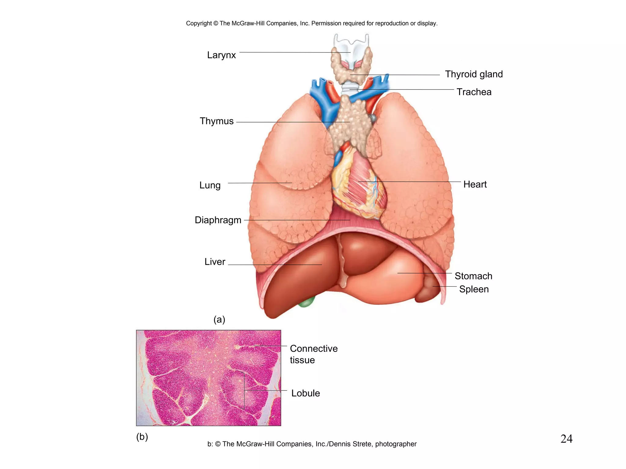 Larynx Thymus Lung Liver (a) (b) Diaphragm Thyroid gland Heart Stomach Spleen Lobule Trachea Connective tissue b: © The McGraw-Hill Companies, Inc./Dennis Strete, photographer Copyright © The McGraw-Hill Companies, Inc. Permission required for reproduction or display. 