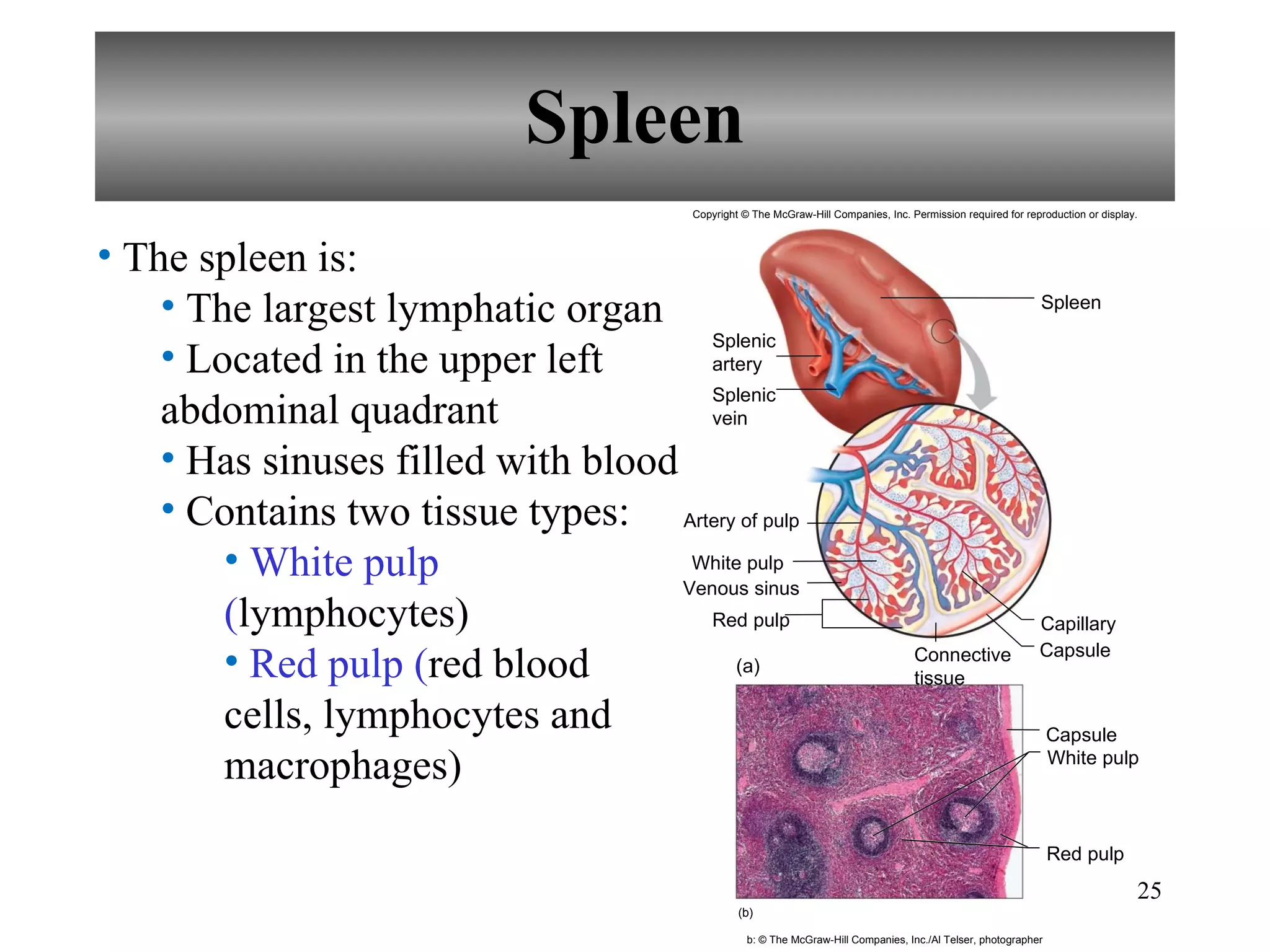 Spleen The spleen is: The largest lymphatic organ Located in the upper left abdominal quadrant Has sinuses filled with blood Contains two tissue types:  White pulp ( lymphocytes) Red pulp ( red blood cells, lymphocytes and macrophages) Spleen Artery of pulp White pulp Red pulp (a) (b) Capillary Capsule Capsule White pulp Red pulp Splenic artery Splenic vein Connective tissue Venous sinus b: © The McGraw-Hill Companies, Inc./Al Telser, photographer Copyright © The McGraw-Hill Companies, Inc. Permission required for reproduction or display. 