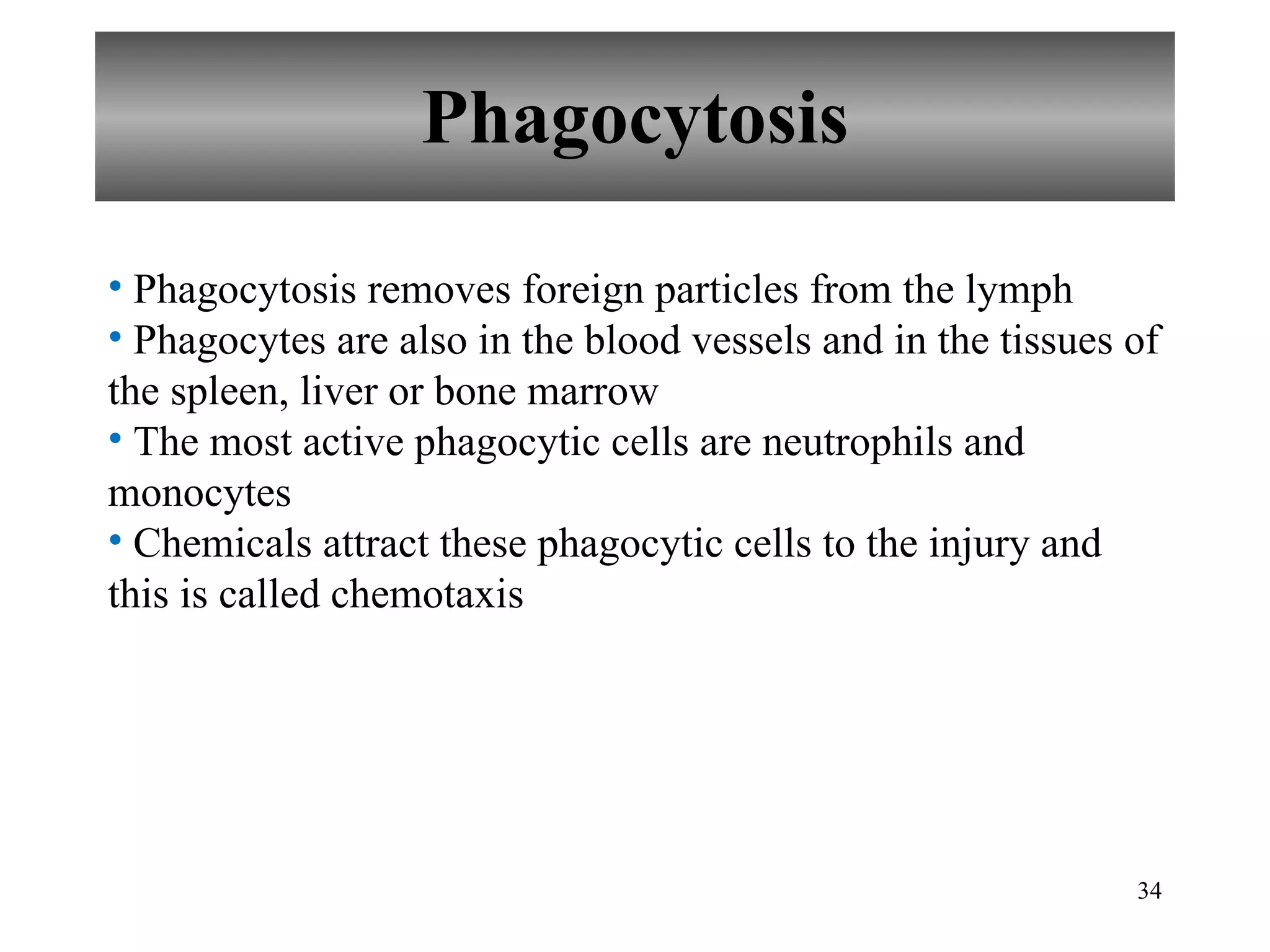 Phagocytosis Phagocytosis removes foreign particles from the lymph Phagocytes are also in the blood vessels and in the tissues of the spleen, liver or bone marrow The most active phagocytic cells are neutrophils and monocytes Chemicals attract these phagocytic cells to the injury and this is called chemotaxis 