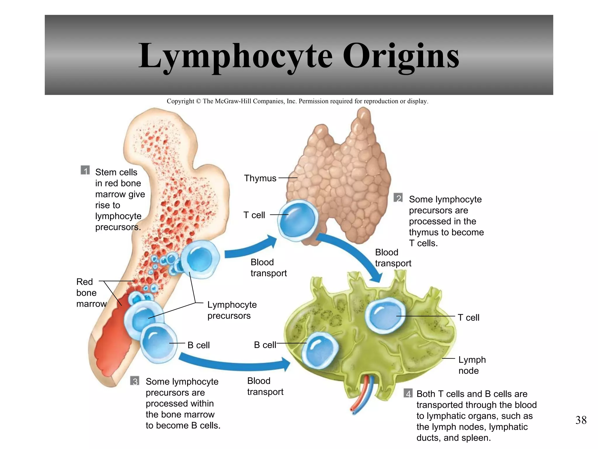 Lymphocyte Origins B cell Thymus T cell T cell 1 2 3 4 B cell Stem cells in red bone marrow give rise to lymphocyte precursors. Red bone marrow Some lymphocyte precursors are processed within the bone marrow to become B cells. Both T cells and B cells are transported through the blood to lymphatic organs, such as the lymph nodes, lymphatic ducts, and spleen. Some lymphocyte precursors are processed in the thymus to become T cells. Blood transport Blood transport Lymphocyte precursors Blood transport Lymph node Copyright © The McGraw-Hill Companies, Inc. Permission required for reproduction or display. 