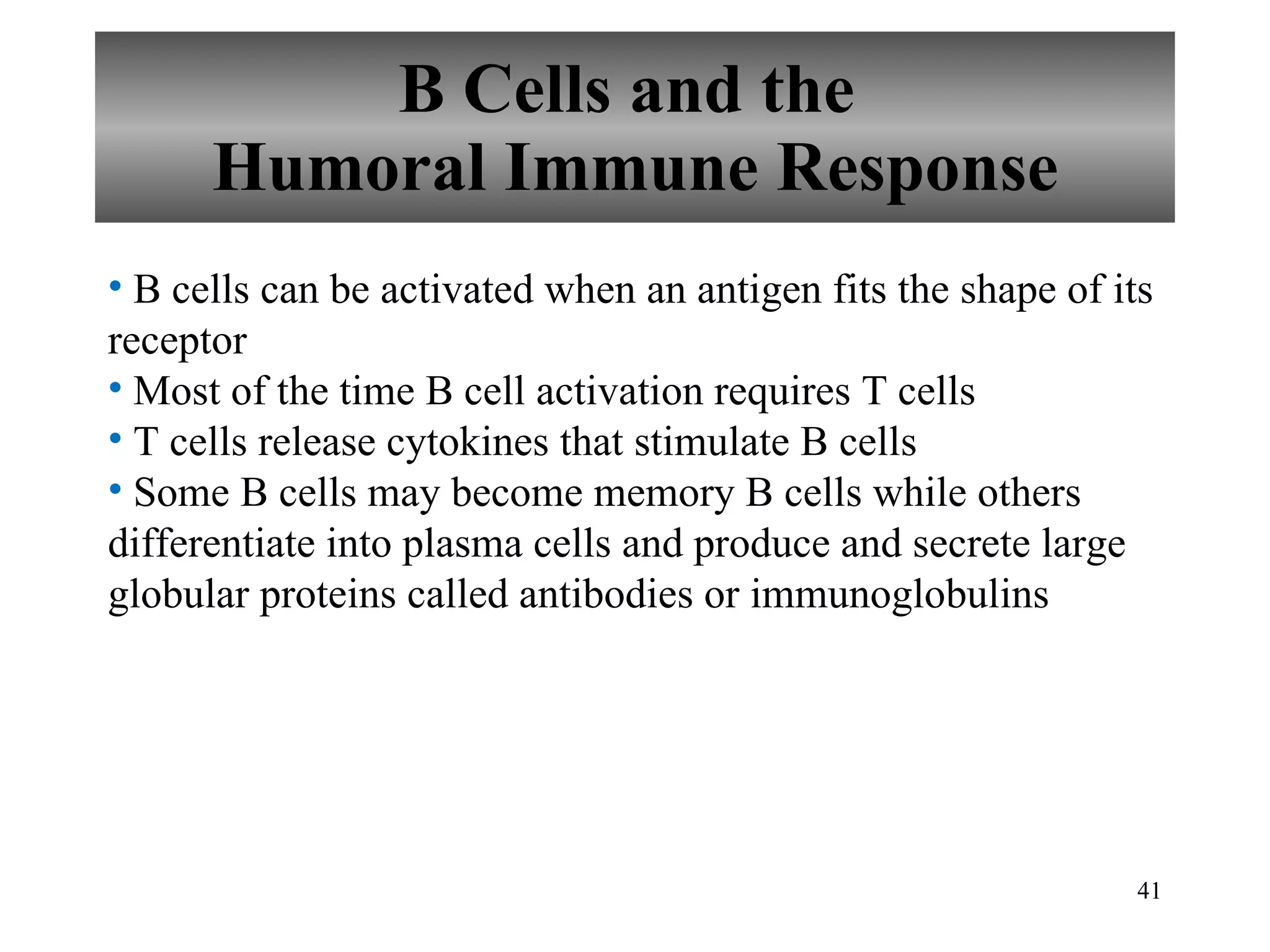 B Cells and the  Humoral Immune Response B cells can be activated when an antigen fits the shape of its receptor Most of the time B cell activation requires T cells T cells release cytokines that stimulate B cells Some B cells may become memory B cells while others differentiate into plasma cells and produce and secrete large globular proteins called antibodies or immunoglobulins 