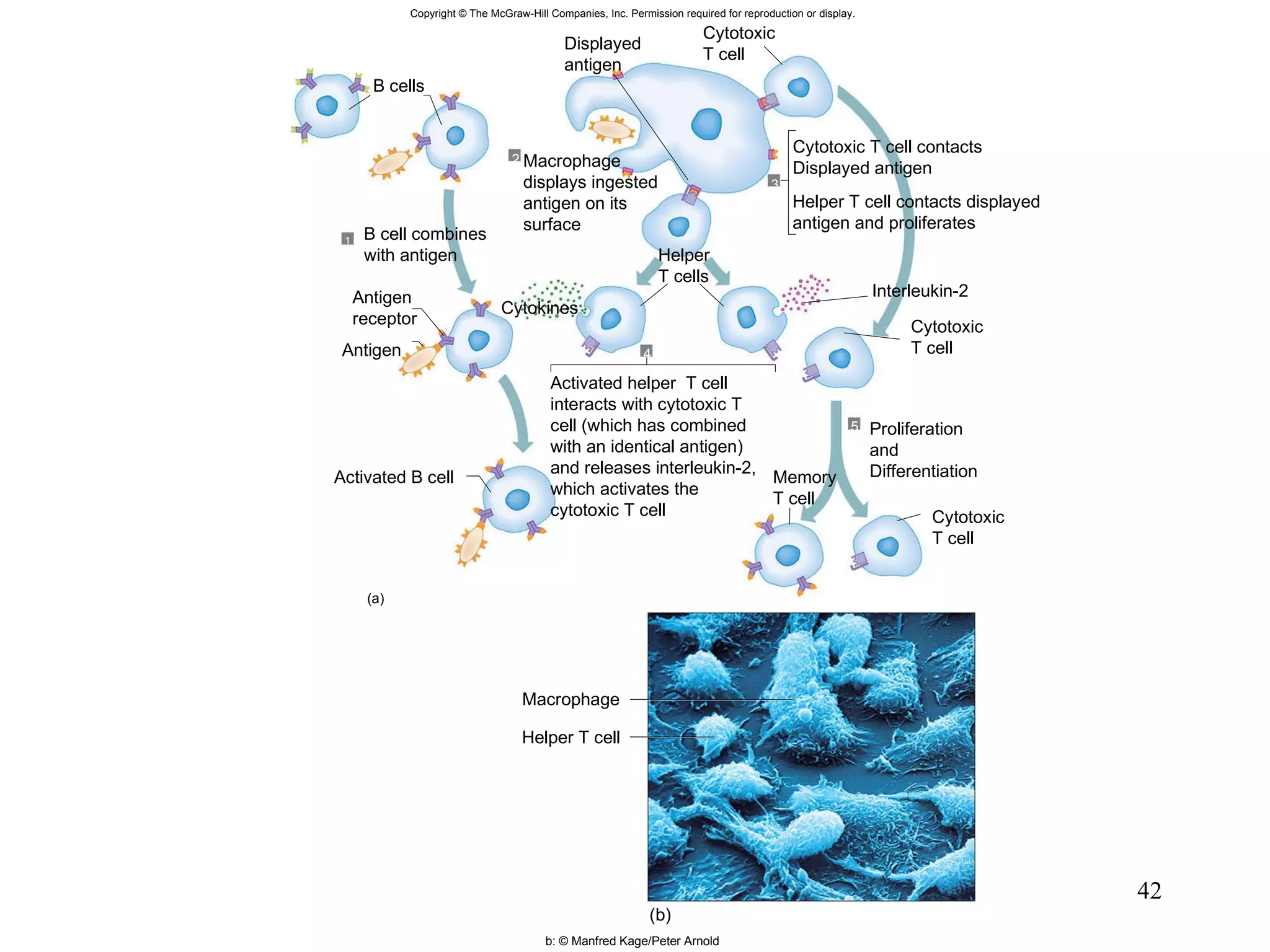 Copyright © The McGraw-Hill Companies, Inc. Permission required for reproduction or display. Cytokines Antigen B cells Activated B cell Interleukin-2 1 3 2 4 5 (a) Macrophage Helper T cell (b) Cytotoxic T cell Cytotoxic T cell contacts Displayed antigen Helper T cell contacts displayed antigen and proliferates Cytotoxic T cell Helper T cells Activated helper  T cell interacts with cytotoxic T cell (which has combined with an identical antigen) and releases interleukin-2, which activates the cytotoxic T cell Proliferation and Differentiation Memory T cell Cytotoxic T cell Antigen receptor B cell combines with antigen Macrophage displays ingested antigen on its surface Displayed antigen b: © Manfred Kage/Peter Arnold 