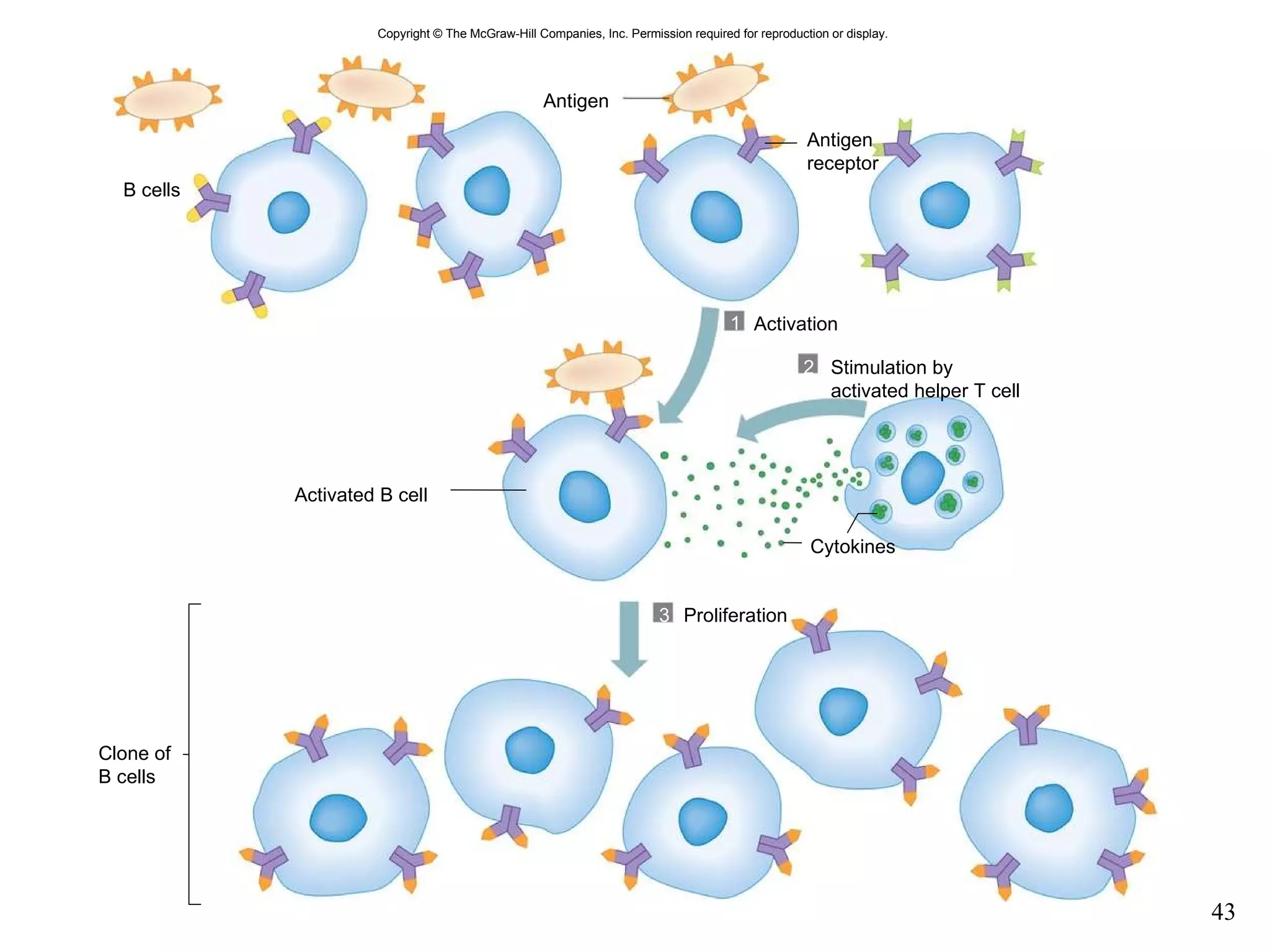 Copyright © The McGraw-Hill Companies, Inc. Permission required for reproduction or display. Activated B cell Proliferation B cells Antigen Cytokines Activation 1 2 3 Antigen receptor Stimulation by activated helper T cell Clone of B cells 
