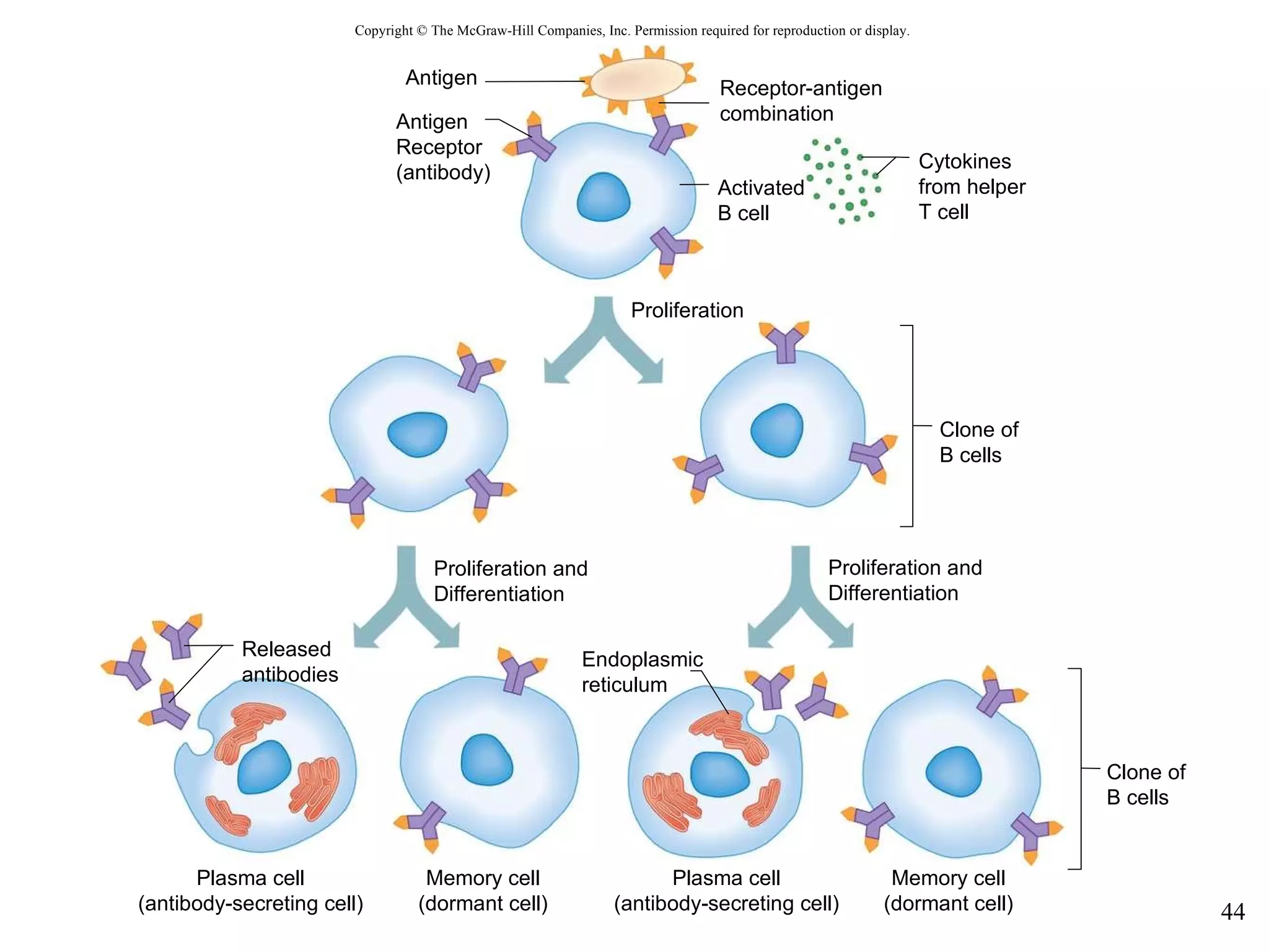 Antigen Proliferation Antigen Receptor  (antibody) Receptor-antigen combination Activated B cell Cytokines from helper T cell Clone of B cells Proliferation and Differentiation Proliferation and Differentiation Endoplasmic reticulum Released antibodies Plasma cell (antibody-secreting cell) Memory cell (dormant cell) Plasma cell (antibody-secreting cell) Memory cell (dormant cell) Clone of B cells Copyright © The McGraw-Hill Companies, Inc. Permission required for reproduction or display. 