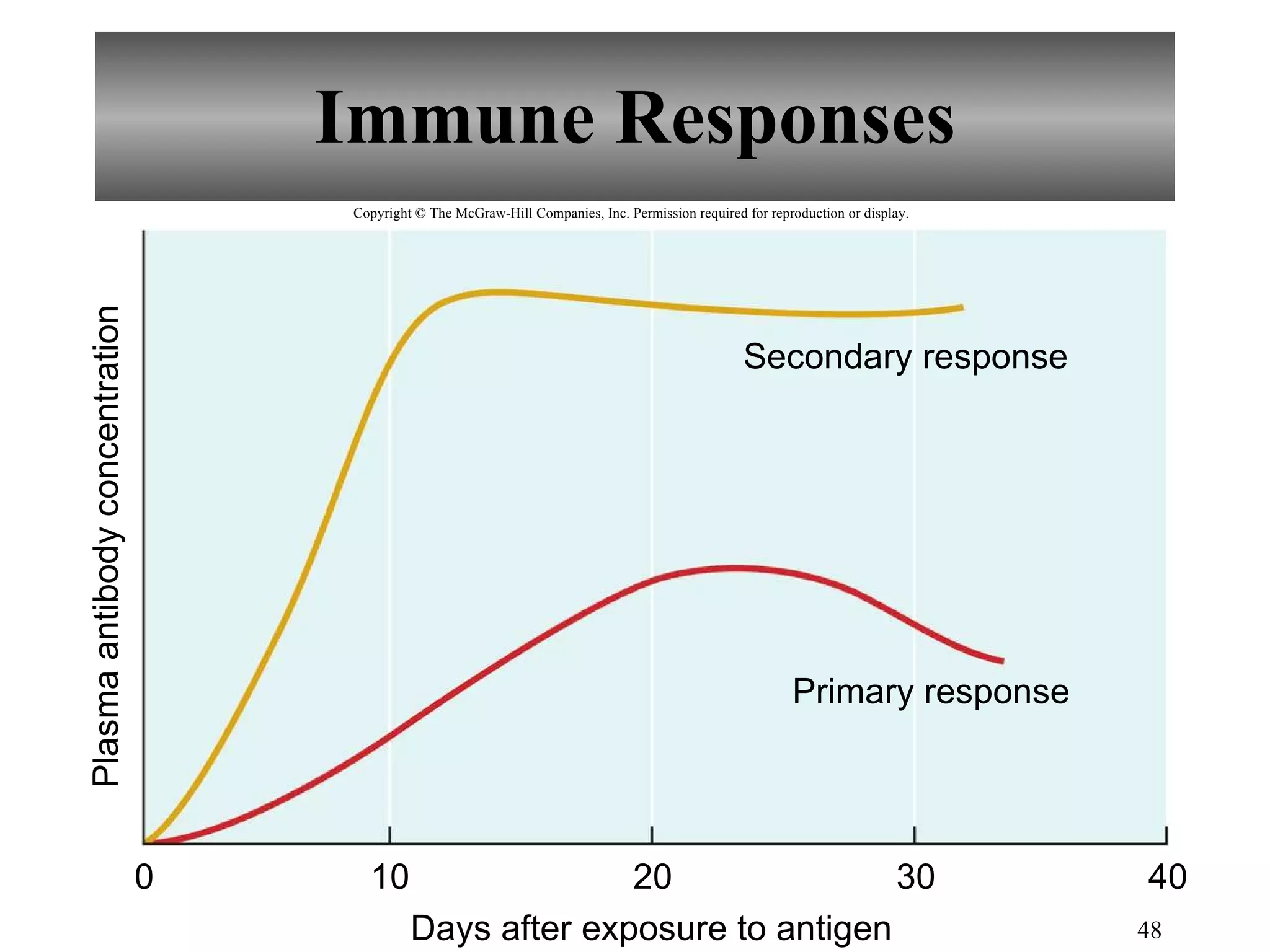 Immune Responses Plasma antibody concentration 10 0 20 30 Primary response Secondary response 40 Days after exposure to antigen Copyright © The McGraw-Hill Companies, Inc. Permission required for reproduction or display. 