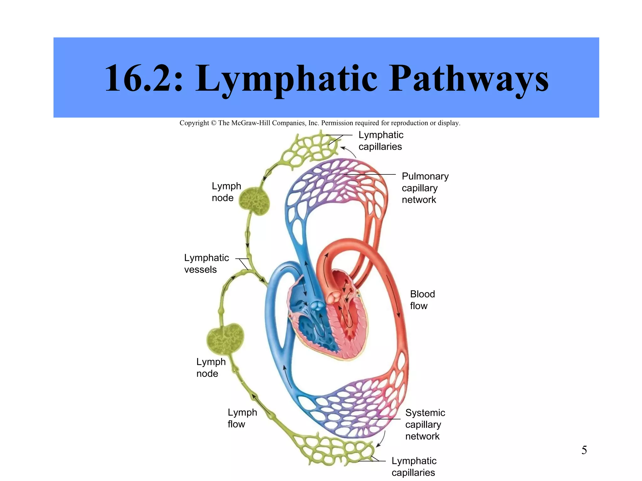 16.2: Lymphatic Pathways Copyright © The McGraw-Hill Companies, Inc. Permission required for reproduction or display. Lymphatic capillaries Pulmonary capillary network Lymph node Lymphatic vessels Blood flow Lymph node Lymph flow Systemic capillary network Lymphatic capillaries 