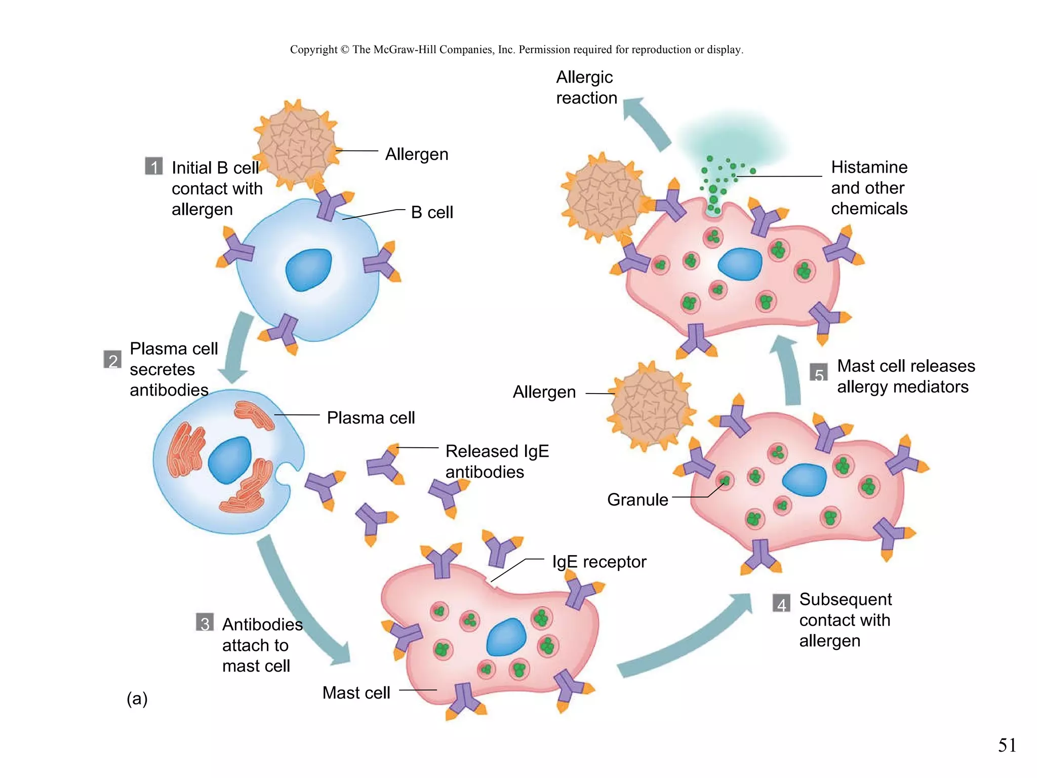Copyright © The McGraw-Hill Companies, Inc. Permission required for reproduction or display. B cell Plasma cell Mast cell IgE receptor Granule (a) 1 2 3 5 4 Allergen Allergen Allergic reaction Histamine and other chemicals Mast cell releases allergy mediators Subsequent contact with allergen Antibodies attach to mast cell Released IgE antibodies Initial B cell contact with allergen Plasma cell secretes antibodies 