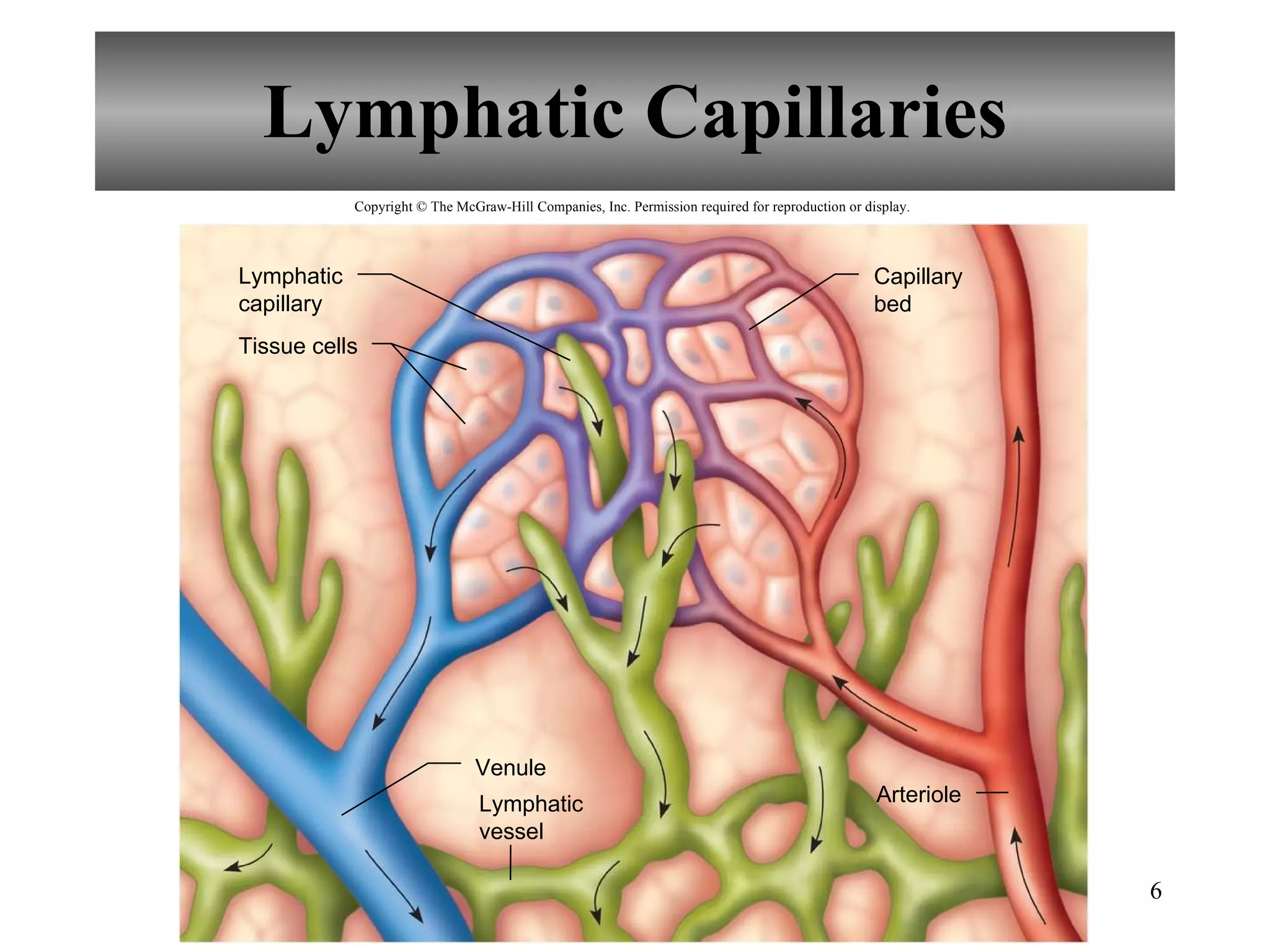 Lymphatic Capillaries Tissue cells Arteriole Venule Lymphatic capillary Capillary bed Lymphatic vessel Copyright © The McGraw-Hill Companies, Inc. Permission required for reproduction or display. 