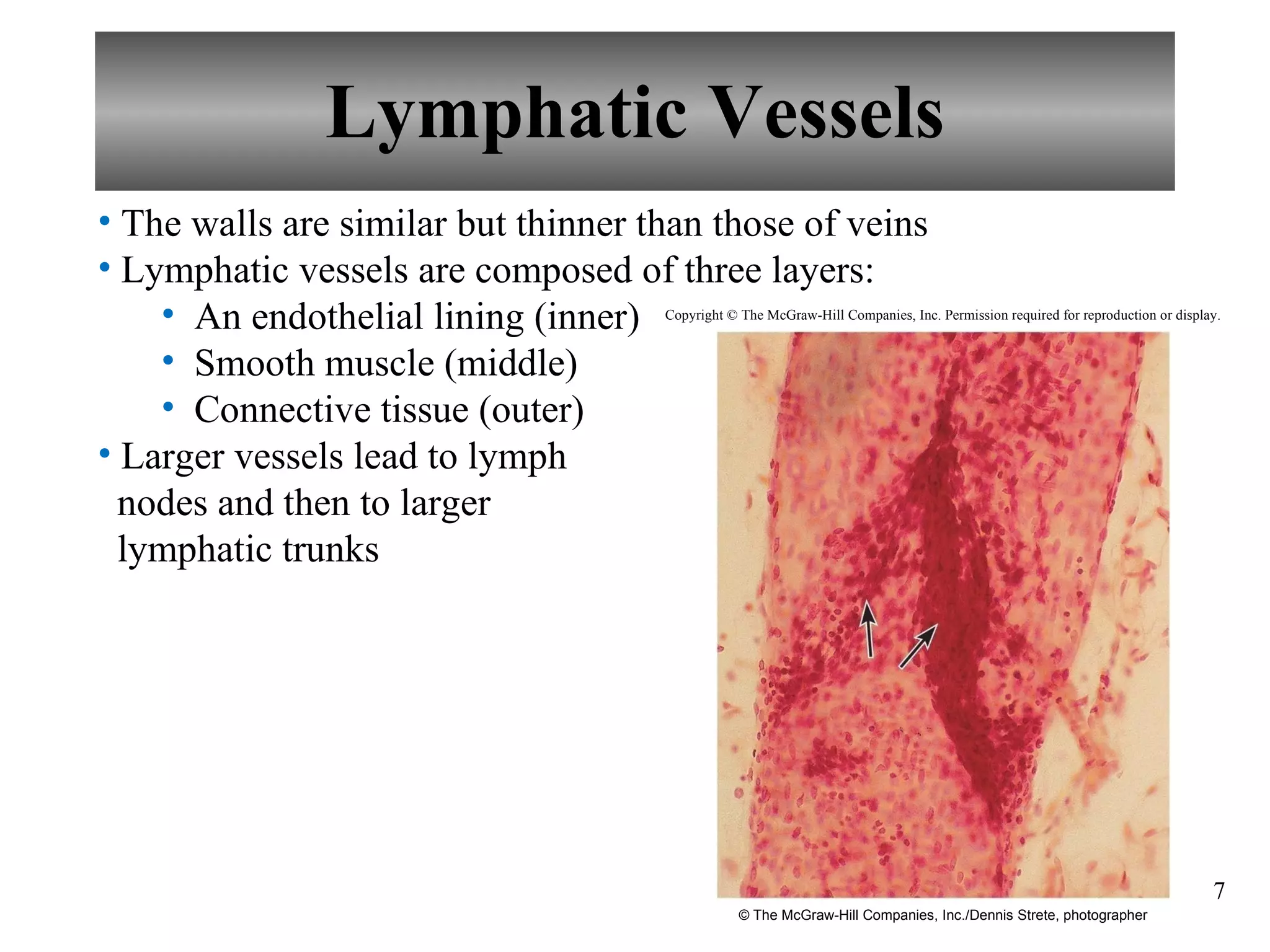 Lymphatic Vessels The walls are similar but thinner than those of veins Lymphatic vessels are composed of three layers: An endothelial lining (inner) Smooth muscle (middle) Connective tissue (outer) Larger vessels lead to lymph    nodes and then to larger   lymphatic trunks Copyright © The McGraw-Hill Companies, Inc. Permission required for reproduction or display. © The McGraw-Hill Companies, Inc./Dennis Strete, photographer 