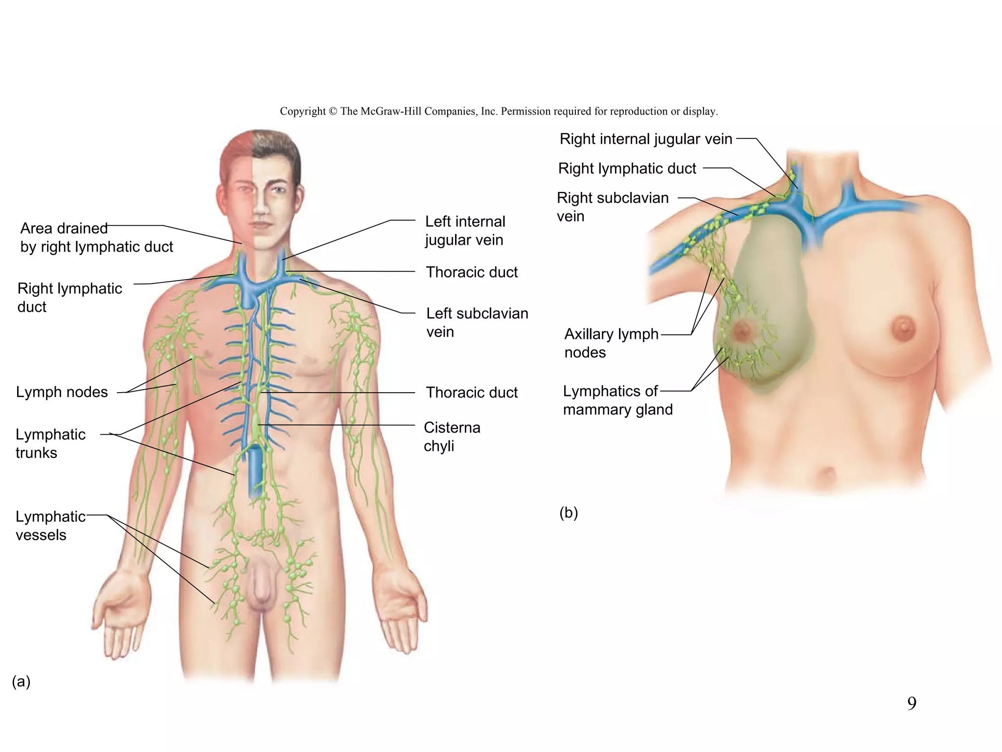 Copyright © The McGraw-Hill Companies, Inc. Permission required for reproduction or display. Lymph nodes Thoracic duct Thoracic duct Right lymphatic duct Right internal jugular vein (a) (b) Area drained by right lymphatic duct Right lymphatic duct Lymphatic trunks Lymphatic vessels Left internal jugular vein Left subclavian vein Cisterna chyli Right subclavian vein Axillary lymph nodes Lymphatics of mammary gland 