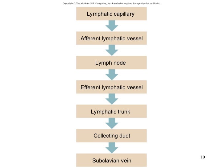Chapter 16 Lymphatic System and Immunity