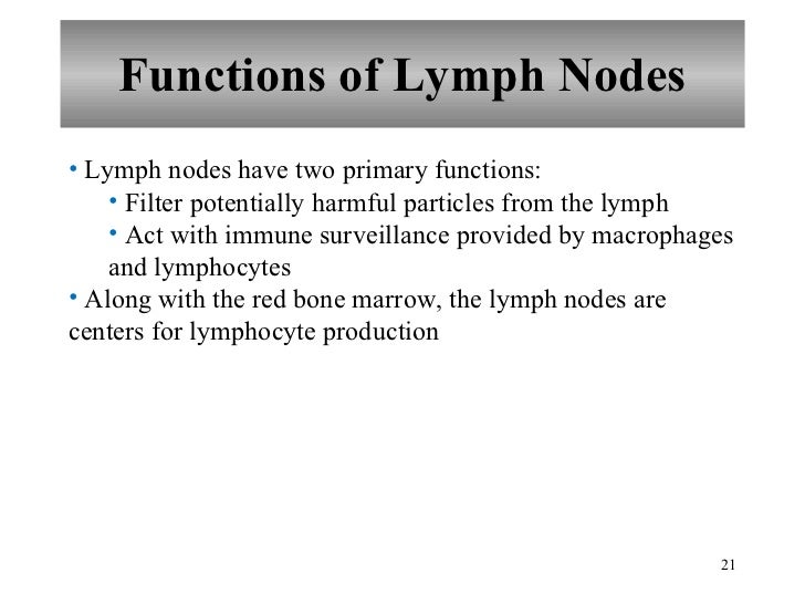 What is a primary function of lymphocytes?