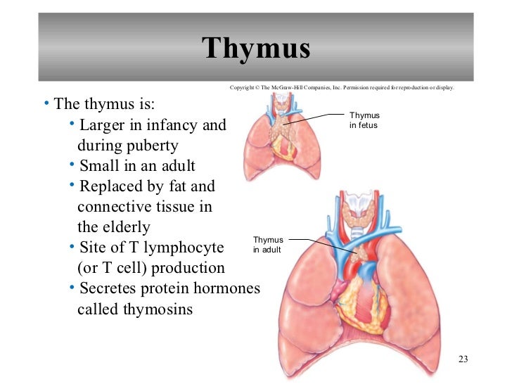 Chapter 16 Lymphatic System and Immunity