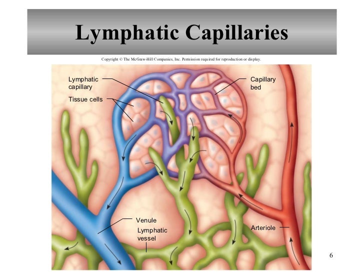 Chapter 16 Lymphatic System and Immunity