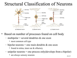 Axon Classifications Chapter16-Nervous%2BSystem of the Human.ppt