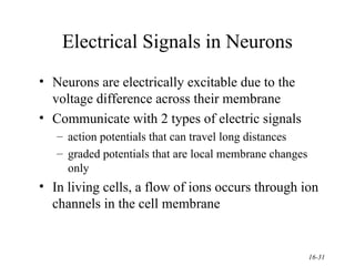 Chapter16-Nervous%2BSystem of the Human.ppt