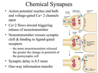 Chapter16-Nervous%2BSystem of the Human.ppt