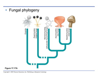Chapter16 and 17 From Bacteria to Fungi | PPT