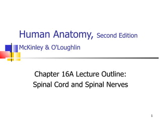 Human Anatomy,  Second Edition McKinley & O'Loughlin   Chapter 16A Lecture Outline: Spinal Cord and Spinal Nerves  