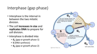 Interphase (gap phase)
• Interphase is the interval in
between the two mitotic
division.
• The cell increases in size and
replicates DNA to prepare for
cell division.
• Interphase is divided into:
• G1 (gap or growth phase 1)
• S (DNA synthesis)
• G2 (gap or growth phase 2)
 