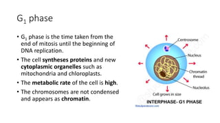 G1 phase
• G1 phase is the time taken from the
end of mitosis until the beginning of
DNA replication.
• The cell syntheses proteins and new
cytoplasmic organelles such as
mitochondria and chloroplasts.
• The metabolic rate of the cell is high.
• The chromosomes are not condensed
and appears as chromatin.
 