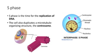 S phase
• S phase is the time for the replication of
DNA.
• The cell also duplicates a microtubule-
organizing structure, the centrosome.
 