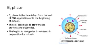 G2 phase
• G2 phase is the time taken from the end
of DNA replication until the beginning
of mitosis.
• The cell continues to grow makes
proteins and organelles.
• The begins to reorganize its contents in
preparation for mitosis.
 