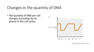 Changes in the quantity of DNA
• The quantity of DNA per cell
changes according the its
phases in the cell cycles.
 