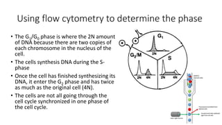 Using flow cytometry to determine the phase
• The G1/G0 phase is where the 2N amount
of DNA because there are two copies of
each chromosome in the nucleus of the
cell.
• The cells synthesis DNA during the S-
phase
• Once the cell has finished synthesizing its
DNA, it enter the G2 phase and has twice
as much as the original cell (4N).
• The cells are not all going through the
cell cycle synchronized in one phase of
the cell cycle.
 