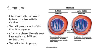 Summary
• Interphase is the interval in
between the two mitotic
division.
• The cell spends much of the
time in interphase.
• After interphase, the cells now
have replicated DNA and
centrosomes.
• The cell enters M phase.
 