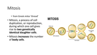 Mitosis
• from Greek mitos ‘thread’
• Mitosis, a process of cell
duplication, or reproduction,
during which one cell gives
rise to two genetically
identical daughter cells.
• Mitosis increases the number
of body cells.
 