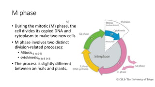 M phase
• During the mitotic (M) phase, the
cell divides its copied DNA and
cytoplasm to make two new cells.
• M phase involves two distinct
division-related processes:
• Mitosis有丝分裂
• cytokinesis细胞质分裂
• The process is slightly different
between animals and plants.
 