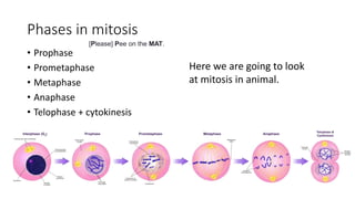 Phases in mitosis
• Prophase
• Prometaphase
• Metaphase
• Anaphase
• Telophase + cytokinesis
Here we are going to look
at mitosis in animal.
[Please] Pee on the MAT.
 