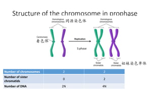 Structure of the chromosome in prophase
姐妹染色单体
同源染色体
着色体
S phase
Number of chromosomes 2 2
Number of sister
chromatids
0 2
Number of DNA 2N 4N
 