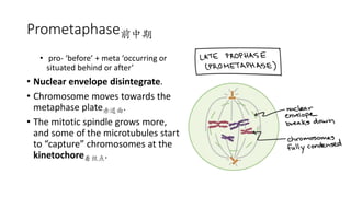 Prometaphase前中期
• pro- ‘before’ + meta ‘occurring or
situated behind or after’
• Nuclear envelope disintegrate.
• Chromosome moves towards the
metaphase plate赤道面.
• The mitotic spindle grows more,
and some of the microtubules start
to “capture” chromosomes at the
kinetochore着丝点.
 