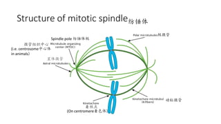 Structure of mitotic spindle纺锤体
星体微管
Spindle pole 纺锤体极
微管组织中心
(i.e. centrosome中心体
in animals)
着丝点
(On centromere着色体)
极微管
动粒微管
 