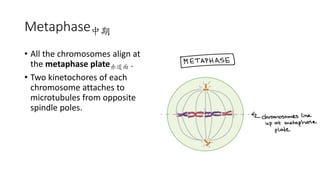 Metaphase中期
• All the chromosomes align at
the metaphase plate赤道面 .
• Two kinetochores of each
chromosome attaches to
microtubules from opposite
spindle poles.
 