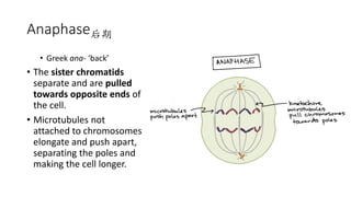Anaphase后期
• Greek ana- ‘back’
• The sister chromatids
separate and are pulled
towards opposite ends of
the cell.
• Microtubules not
attached to chromosomes
elongate and push apart,
separating the poles and
making the cell longer.
 