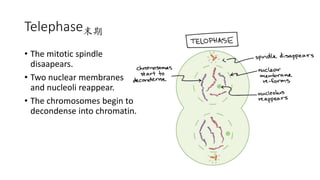 Telephase末期
• The mitotic spindle
disaapears.
• Two nuclear membranes
and nucleoli reappear.
• The chromosomes begin to
decondense into chromatin.
 