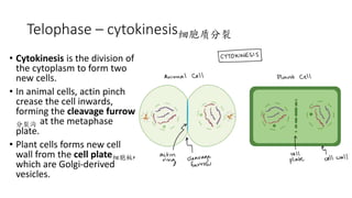 Telophase – cytokinesis细胞质分裂
• Cytokinesis is the division of
the cytoplasm to form two
new cells.
• In animal cells, actin pinch
crease the cell inwards,
forming the cleavage furrow
分裂沟 at the metaphase
plate.
• Plant cells forms new cell
wall from the cell plate细胞板,
which are Golgi-derived
vesicles.
 