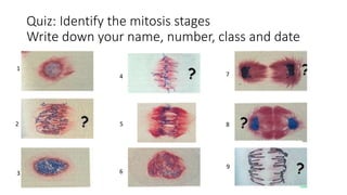 Quiz: Identify the mitosis stages
Write down your name, number, class and date
1
2
3
4
5
6
7
8
9
 
